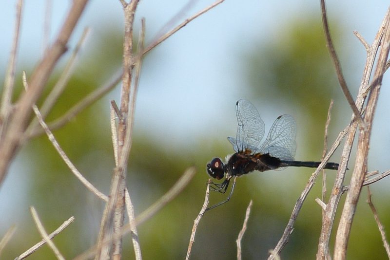 Dragonfly at the Robinson Preserve in Florida