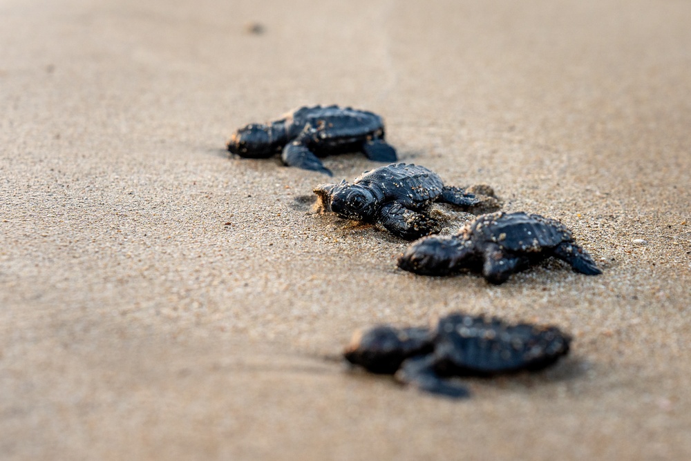 four baby loggerhead sea turtles on the beach